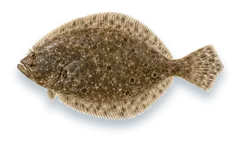 Studio photograph of a Summer Flounder (Paralichthys dentatus), seen from above, on a white background
