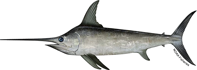 Swordfish