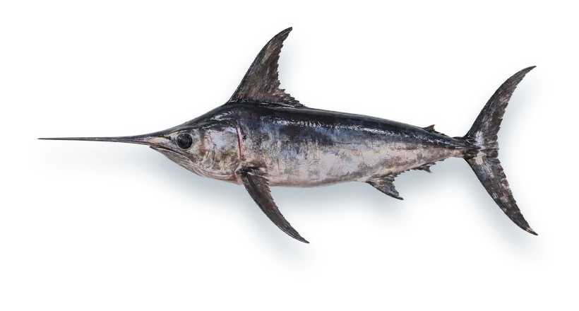 Studio photograph of a Swordfish (Xiphias gladius), side view, on a white background
