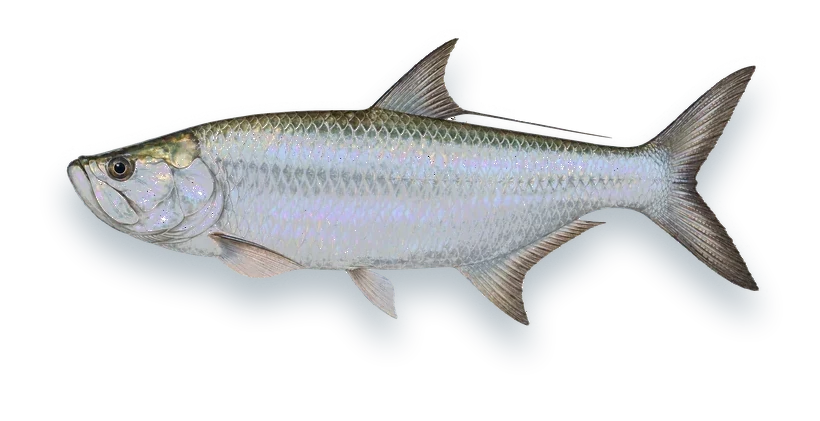Studio photograph of a Tarpon (Megalops atlanticus), side view, on a white background