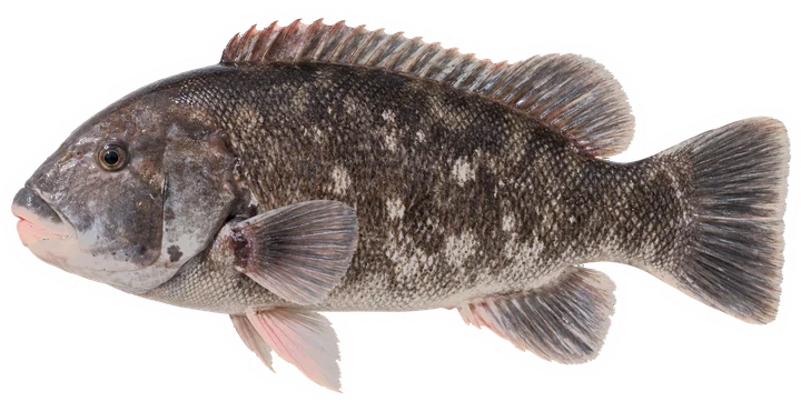 Studio photograph of a Tautog (Tautoga onitis), side view, on a white background
