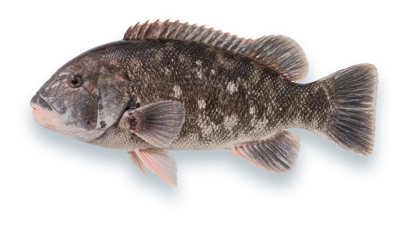 Studio photograph of a Tautog (Tautoga onitis), side view, on a white background