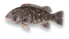 Studio photograph of a Tautog (Tautoga onitis), side view, on a white background