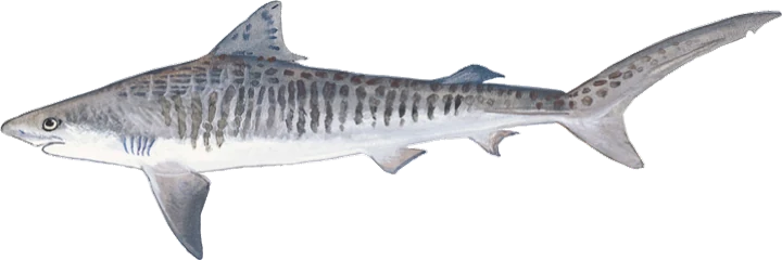 Tiger Shark