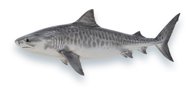 Studio photograph of a Tiger Shark (Galeocerdo cuvier), side view, on a white background