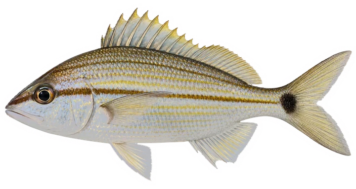 Studio photograph of a Tomtate (Haemulon aurolineatum), side view, on a white background