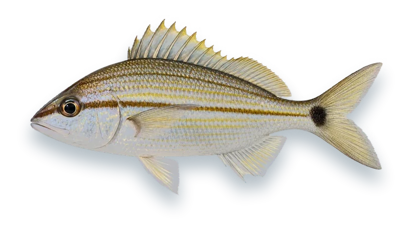 Studio photograph of a Tomtate (Haemulon aurolineatum), side view, on a white background