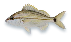 Studio photograph of a Tomtate (Haemulon aurolineatum), side view, on a white background