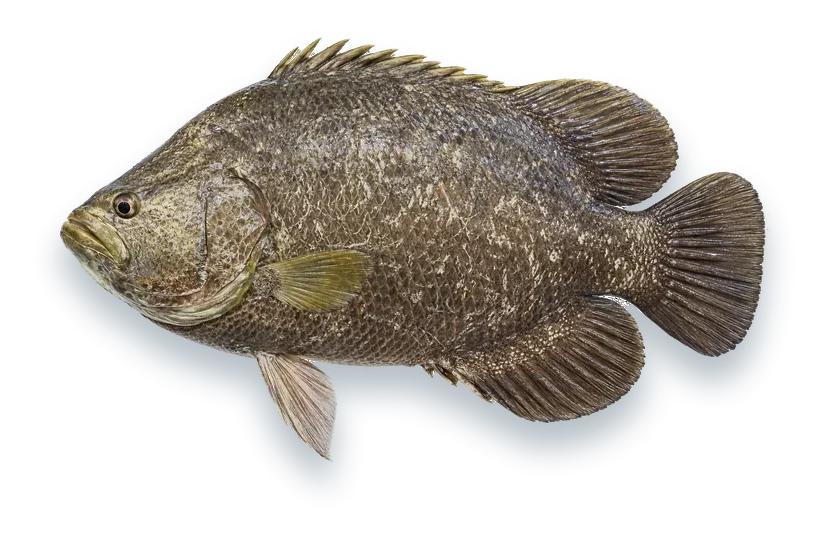 Studio photograph of a Tripletail (Lobotes surinamensis), side view, on a white background