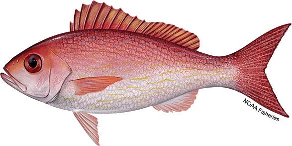 Vermilion Snapper