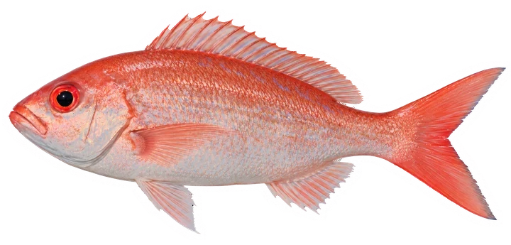 Studio photograph of a Vermilion Snapper (Rhomboplites aurorubens), side view, on a white background