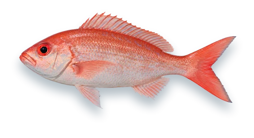 Studio photograph of a Vermilion Snapper (Rhomboplites aurorubens), side view, on a white background