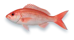Studio photograph of a Vermilion Snapper (Rhomboplites aurorubens), side view, on a white background