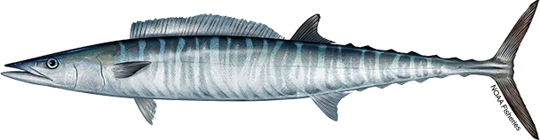 Wahoo
