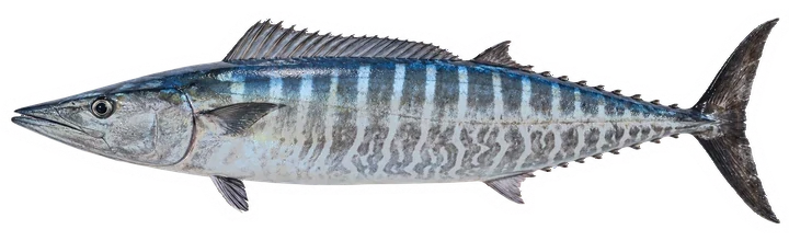 Studio photograph of a Wahoo (Acanthocybium solandri), side view, on a white background