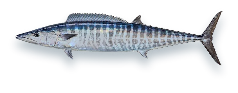 Studio photograph of a Wahoo (Acanthocybium solandri), side view, on a white background