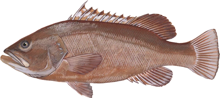 Warsaw Grouper