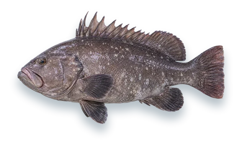 Studio photograph of a Warsaw Grouper (Hyporthodus nigritus), side view, on a white background