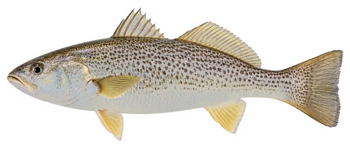 Studio photograph of a Weakfish (Cynoscion regalis), side view, on a white background