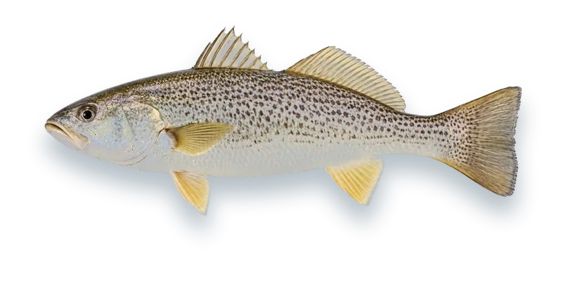 Studio photograph of a Weakfish (Cynoscion regalis), side view, on a white background