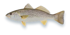 Studio photograph of a Weakfish (Cynoscion regalis), side view, on a white background