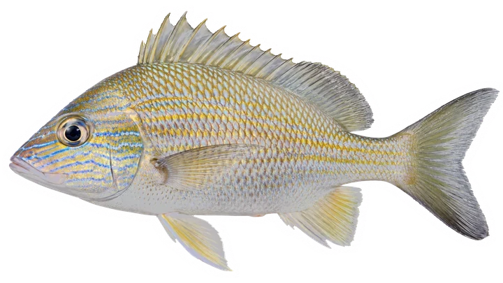 Studio photograph of a White Grunt (Haemulon plumierii), side view, on a white background