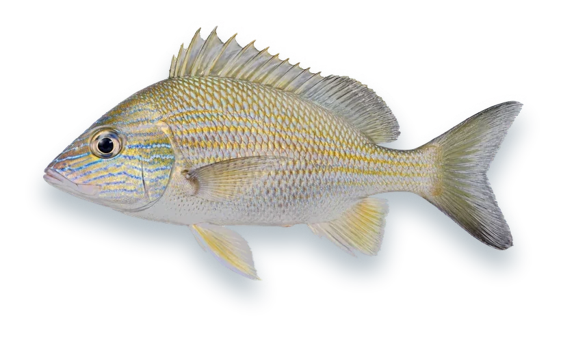 Studio photograph of a White Grunt (Haemulon plumierii), side view, on a white background