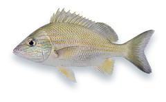 Studio photograph of a White Grunt (Haemulon plumierii), side view, on a white background