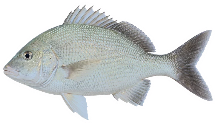 Studio photograph of a White Margate (Haemulon album), side view, on a white background