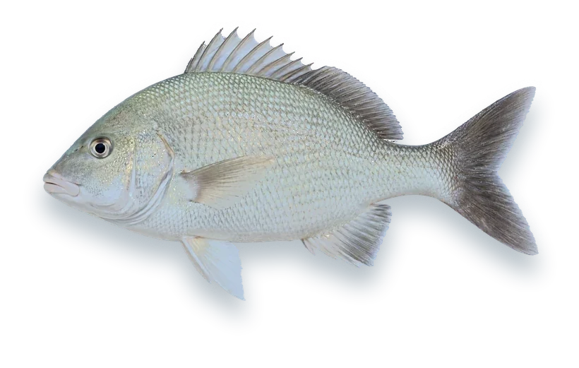 Studio photograph of a White Margate (Haemulon album), side view, on a white background