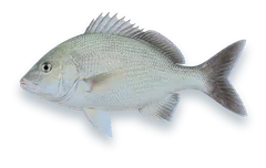 Studio photograph of a White Margate (Haemulon album), side view, on a white background