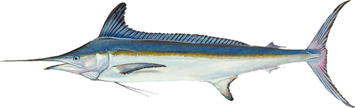 White Marlin