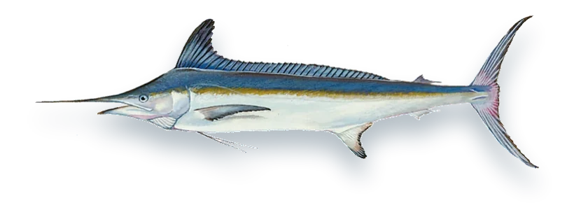 Illustration of a White Marlin (Kajikia albida), side view, on a white background