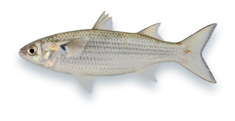 Studio photograph of a White Mullet (Mugil curema), side view, on a white background