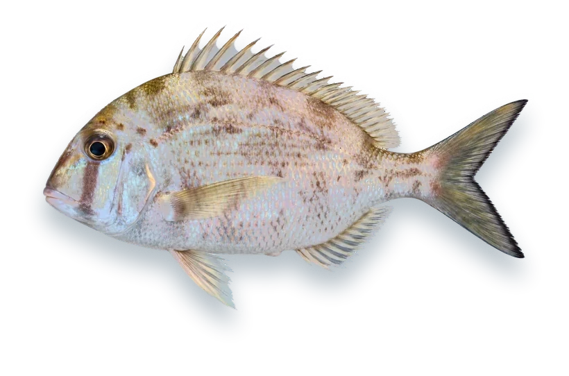 Studio photograph of a Whitebone Porgy (Calamus leucosteus), side view, on a white background