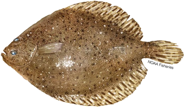 Windowpane Flounder