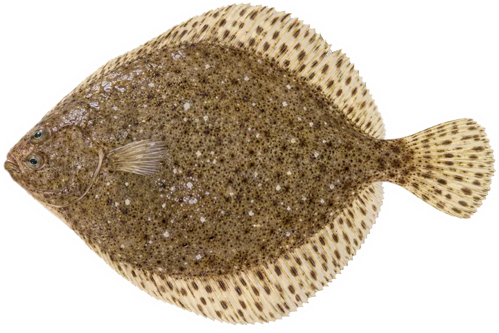 Studio photograph of a Windowpane Flounder (Scophthalmus aquosus), seen from above, on a white background