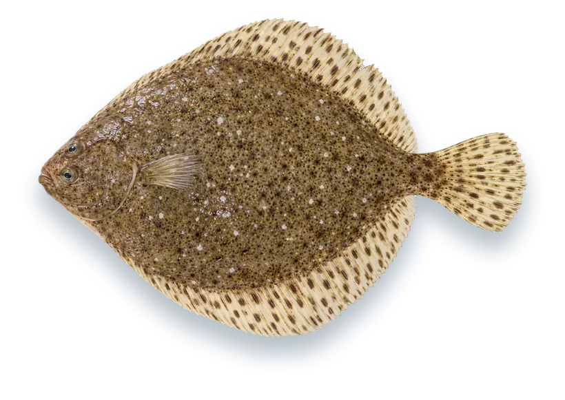 Studio photograph of a Windowpane Flounder (Scophthalmus aquosus), seen from above, on a white background
