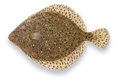 Studio photograph of a Windowpane Flounder (Scophthalmus aquosus), seen from above, on a white background