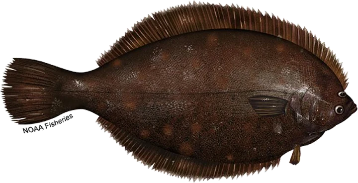 Winter Flounder