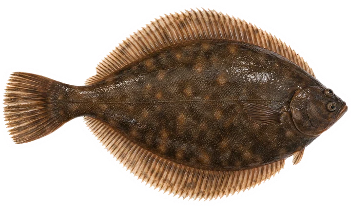 Studio photograph of a Winter Flounder (Pseudopleuronectes americanus), seen from above, on a white background