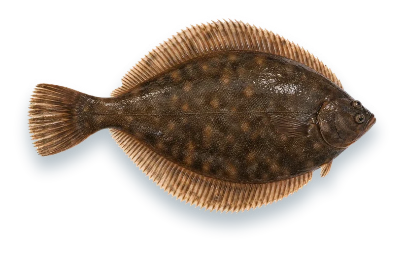 Studio photograph of a Winter Flounder (Pseudopleuronectes americanus), seen from above, on a white background