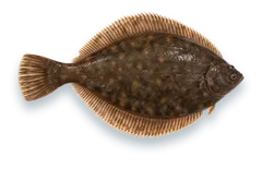 Studio photograph of a Winter Flounder (Pseudopleuronectes americanus), seen from above, on a white background