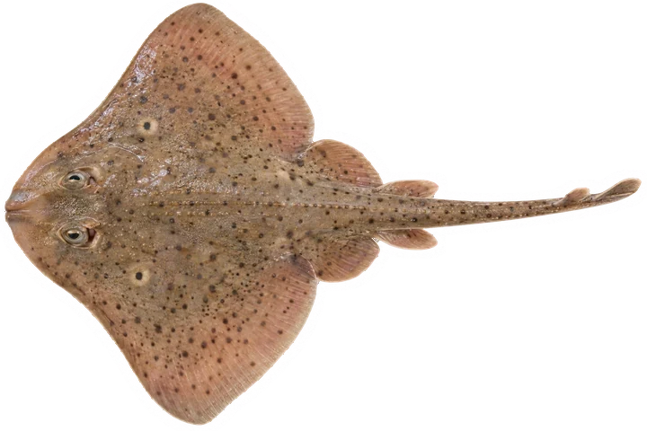 Studio photograph of a Winter Skate (Leucoraja ocellata), seen from above, on a white background