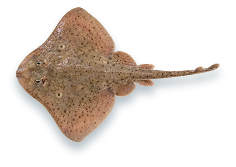 Studio photograph of a Winter Skate (Leucoraja ocellata), seen from above, on a white background