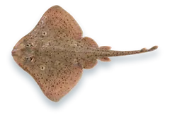 Studio photograph of a Winter Skate (Leucoraja ocellata), seen from above, on a white background