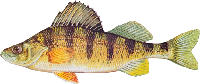 Yellow Perch