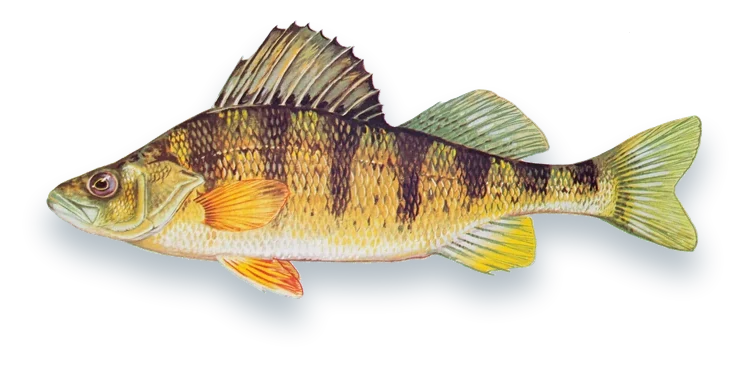 Illustration of a Yellow Perch (Perca flavescens), side view, on a white background