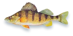 Illustration of a Yellow Perch (Perca flavescens), side view, on a white background