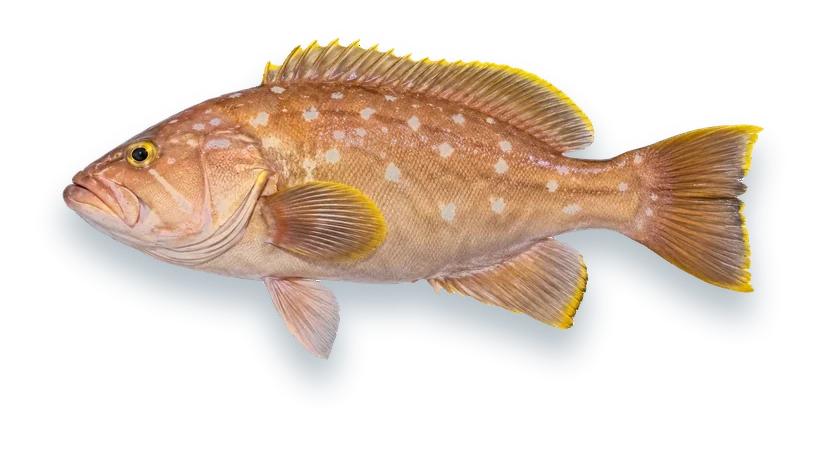 Studio photograph of a Yellowedge Grouper (Hyporthodus flavolimbatus), side view, on a white background
